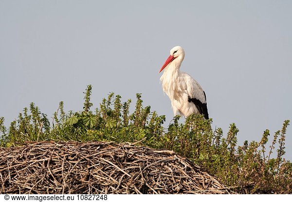 Weißstorch (Ciconia ciconia) beim Nisten auf Granitfelsen