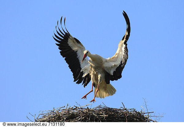 Weißstorch Ciconia ciconia blauer Himmel wolkenloser Himmel wolkenlos spannen fliegen fliegt fliegend Flug Flüge Sommer Himmel blau Vogel Flügel 1 Landschaft Storch Schweiz Zürich