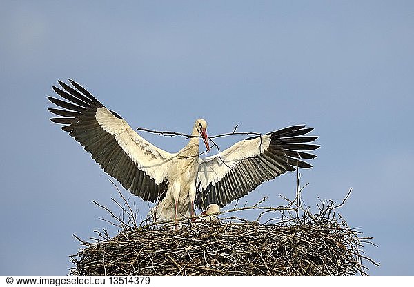 Weißstorch (Ciconia ciconia) bringt Nistmaterial zum Nest Storchendorf Linum Brandenburg Deutschland Europa PublicGround Europa