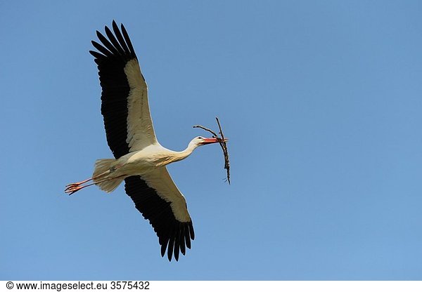 Weißstorch Ciconia ciconia Deutschland