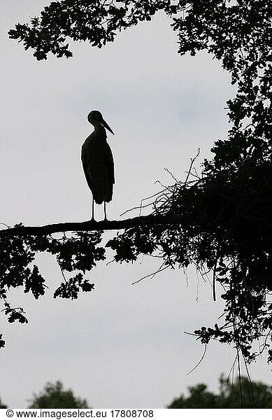 Weißstorch (Ciconia ciconia)  Deutschland  Europa