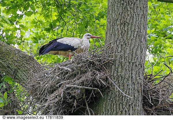 Weißstorch (Ciconia ciconia)  Deutschland  Europa