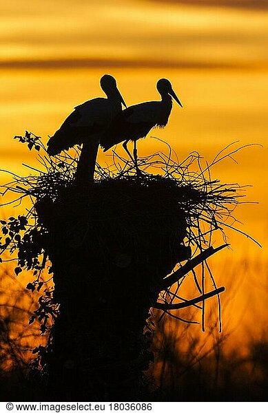 Weißstorch (Ciconia ciconia)  Deutschland  Europa