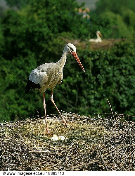 Weißstorch (ciconia ciconia)  Erwachsener auf Nest mit Eiern  Elsass in Frankreich