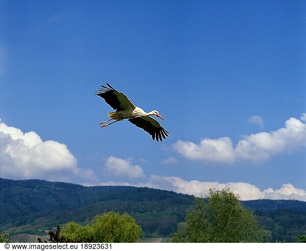 Weißstorch (ciconia ciconia)  Erwachsener im Flug  Elsass in Frankreich