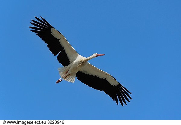 Weißstorch Ciconia ciconia Europa Deutschland Hessen