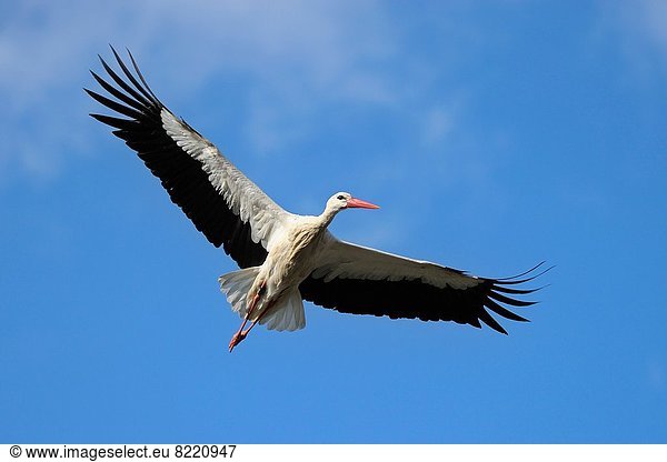 Weißstorch Ciconia ciconia Europa Deutschland Hessen
