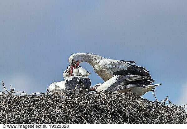 Weißstorch (Ciconia ciconia) füttert die Jungvögel auf dem Nest  White Stork feeding the young on the nest