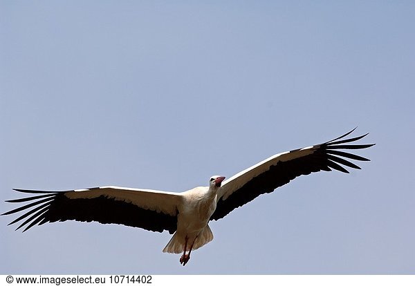 Weißstorch Ciconia ciconia fliegen fliegt fliegend Flug Flüge weiß Belgien Storch