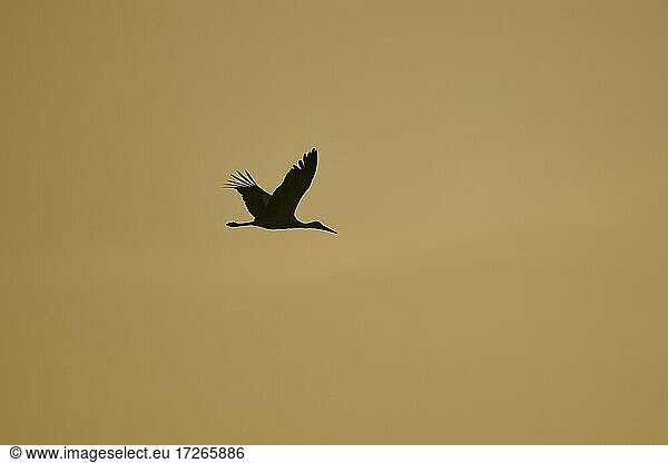 Weißstorch (Ciconia ciconia)  fliegend bei Sonnenuntergang  Bayern  Deutschland  Europa