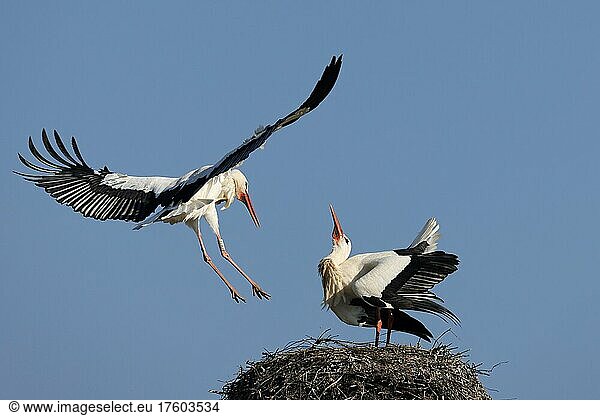 Weißstorch (Ciconia ciconia) fliegt auf sein Nest wildlife Deutschland Europa
