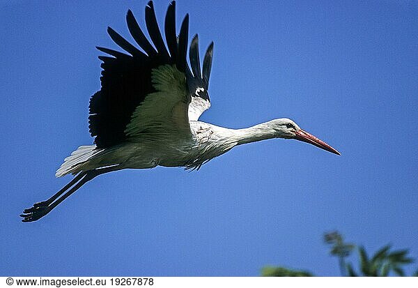 Weißstorch (Ciconia ciconia) fliegt den Horst an  White Stork adult bird approach landing on his nest