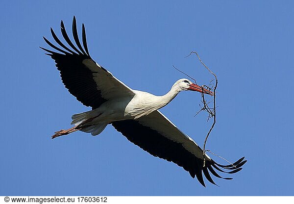 Weißstorch (Ciconia ciconia) fliegt mit Nistmaterial wildlife Deutschland Europa