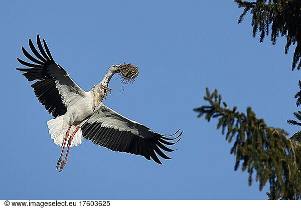 Weißstorch (Ciconia ciconia) fliegt mit Nistmaterial wildlife Deutschland Europa