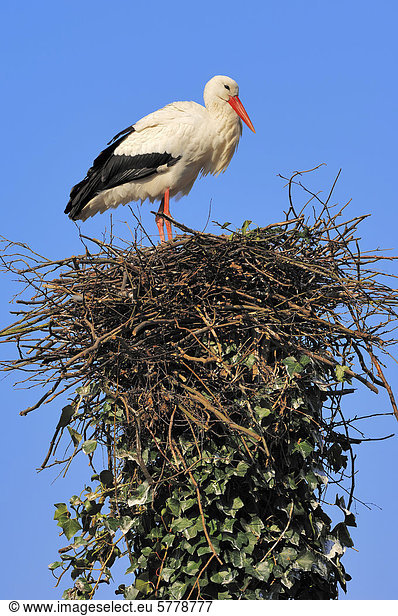 Weißstorch (Ciconia ciconia) im Nest Nordrhein-Westfalen Deutschland Europa