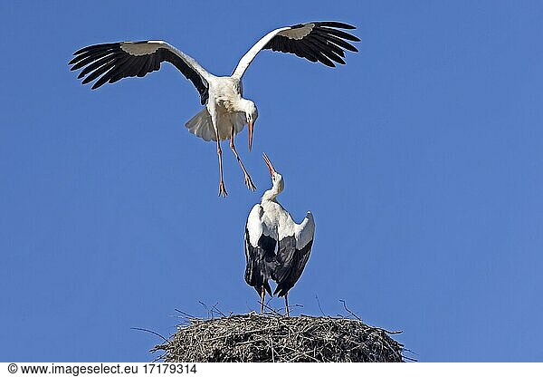 Weißstorch (Ciconia ciconia) in Aktion auf dem Nest Hessen Deutschland Europa