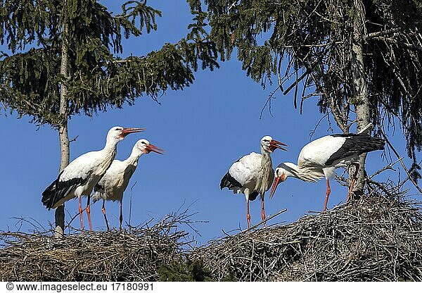 Weißstorch (Ciconia ciconia) in Aktion auf dem Nest Hessen Deutschland Europa