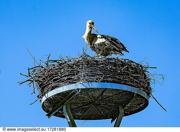 Weißstorch (Ciconia ciconia) in einem Storchennest im ?Storchendorf? Wahrenberg Gemeinde Aland Region Altmark Landkreis Stendal Sachsen-Anhalt Deutschland Europa