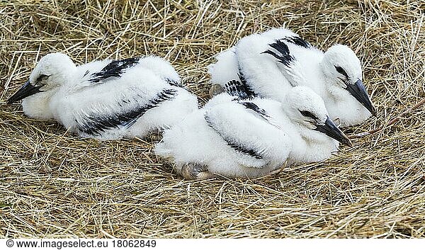 Weißstorch (Ciconia ciconia)  Küken  Frankreich  Europa