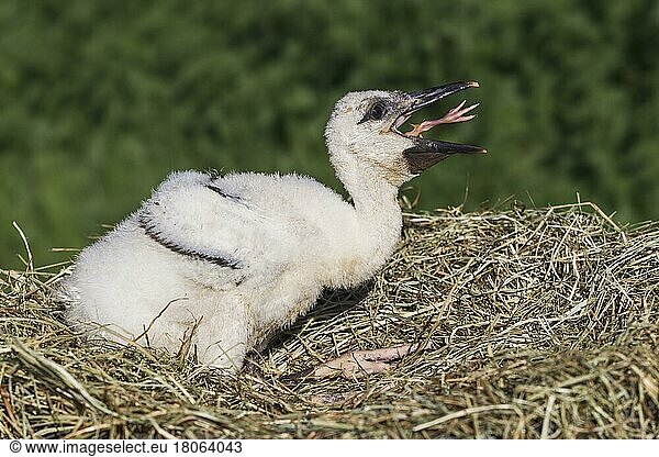 Weißstorch (Ciconia ciconia)  Küken  Frankreich  Europa