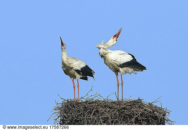 Weißstorch (Ciconia ciconia) klappern Paar auf Nest Xanten Bieslicher Insel Niederrhein Nordrhein-Westfalen Deutschland Europa