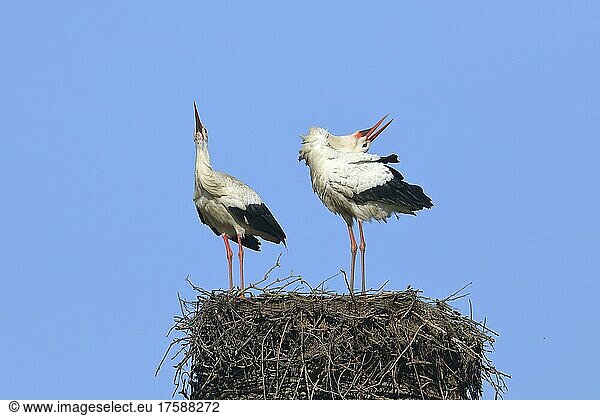 Weißstorch (Ciconia ciconia)  klappern  Paar auf Nest  Xanten  Bieslicher Insel  Niederrhein  Nordrhein-Westfalen  Deutschland  Europa