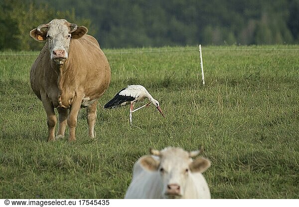 Weißstorch (Ciconia ciconia) kratzt sich  Vieh  lustig  Département Haut-Rhin  Elsass  Frankreich  Europa