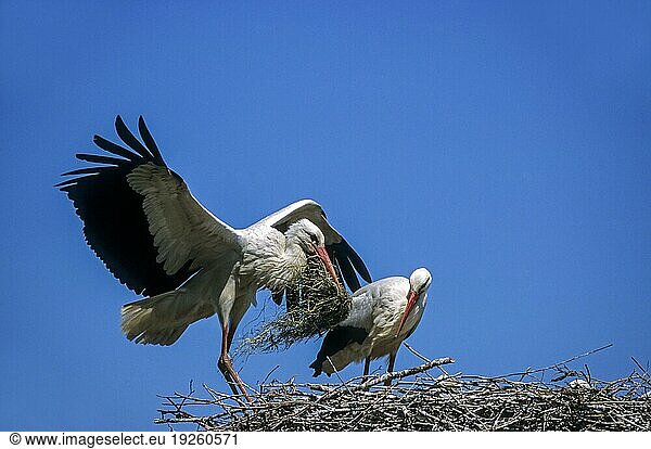 Weißstorch (Ciconia ciconia) landet mit Nistmaterial auf dem Horst  White Stork lands with nesting material on his nest