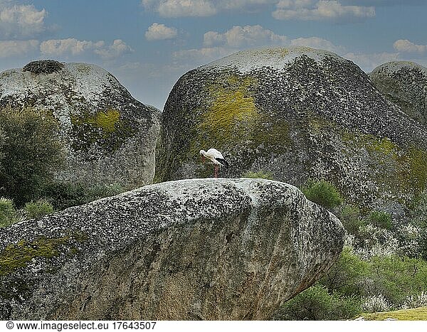 Weißstorch (Ciconia ciconia) Nest auf Granit-Felsformation im Naturreservat Los Barruecos  Extremadura  Spanien  Europa