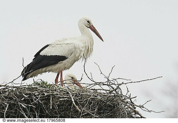 Weißstorch (Ciconia ciconia)  Niedersachsen  Deutschland  Europa