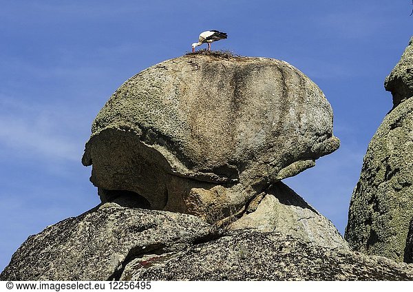Weißstorch (Ciconia ciconia) nistet auf Felsen  Naturdenkmal Los Barruecos  Cáceres  Extremadura  Spanien  Europa