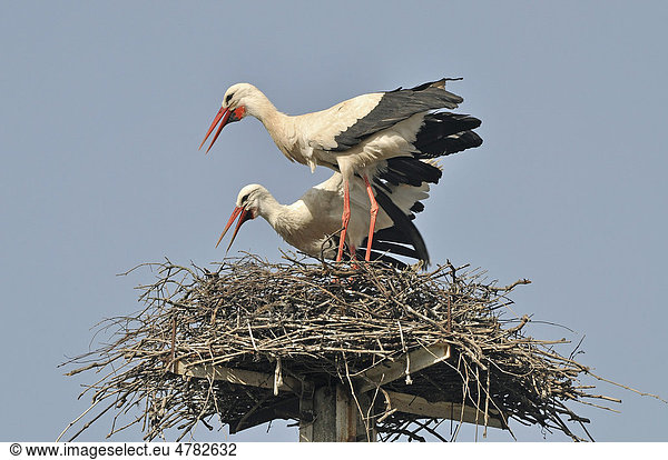 Weißstorch (Ciconia ciconia) Pärchen bei der Begrüßung am Nest klappernd Monfrague Extremadura Spanien Europa