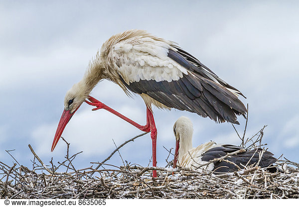 Weißstorch(Ciconia ciconia) Paar am Nest Extremadura Spanien