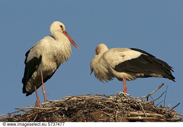 Weißstorch (Ciconia ciconia) Paar am Nest Nordbulgarien Bulgarien Europa