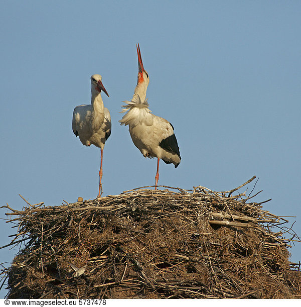 Weißstorch (Ciconia ciconia) Paar am Nest Nordbulgarien Bulgarien Europa