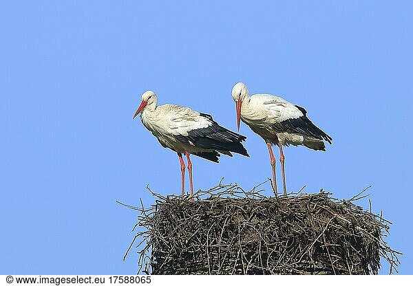Weißstorch (Ciconia ciconia)  Paar auf Nest  Xanten  Bieslicher Insel  Niederrhein  Nordrhein-Westfalen  Deutschland  Europa