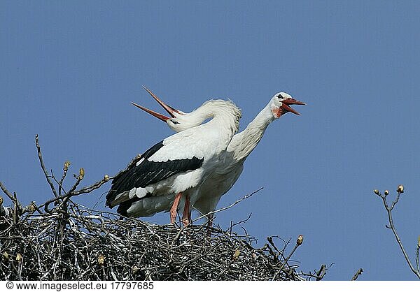 Weißstorch (Ciconia ciconia)  Paar  Deutschland  Europa