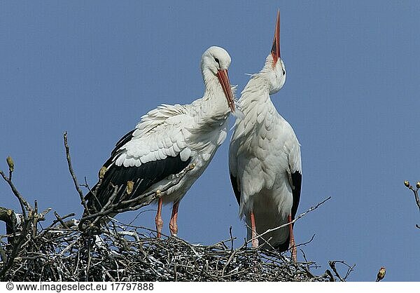 Weißstorch (Ciconia ciconia)  Paar  Deutschland  Europa