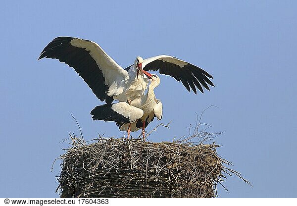 Weißstorch (Ciconia ciconia) Paarungsverhalten auf dem Nest wildlife Bieslicher Insel Niederrhein Nordrhein-Westfalen Deutschland Europa