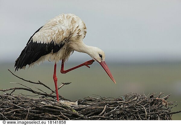 Weißstorch (Ciconia ciconia)  Spanien  Europa