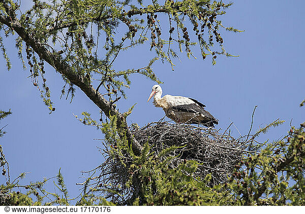 Weißstorch (Ciconia ciconia) stehend im Nest