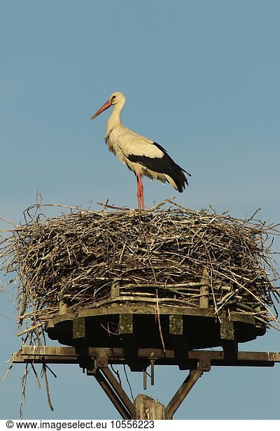 Weißstorch (Ciconia ciconia) steht auf seinem Nest  Kreis Minden-Lübbecke  Nordrhein-Westfalen  Deutschland  Europa