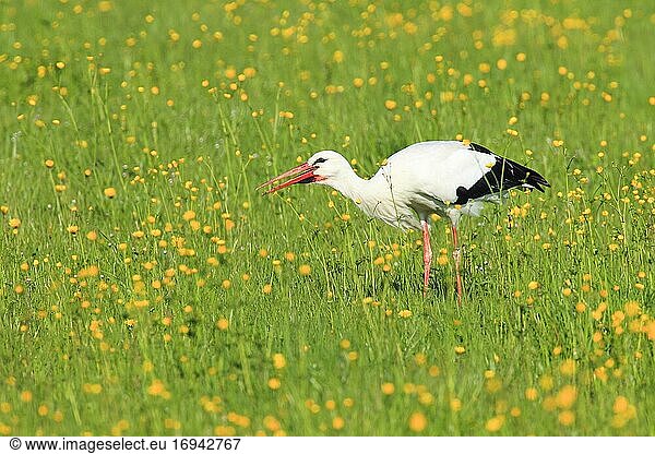 Weißstorch (Ciconia ciconia)  White Stork  Zürcher Oberland  Schweiz  Europa