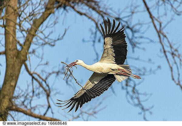 Weißstorch fliegend mit Nistmaterial Klapperstorch (Ciconia ciconia) Lützelsee Kanton Zürich Schweiz Europa