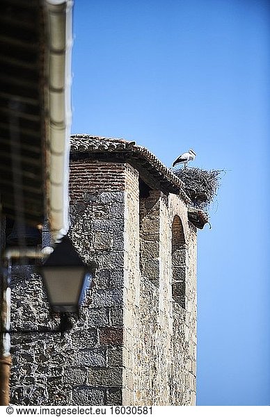 Weißstorch in seinem Nest über dem Glockenturm in Cuacos de Yuste  Extremadura (Spanien)