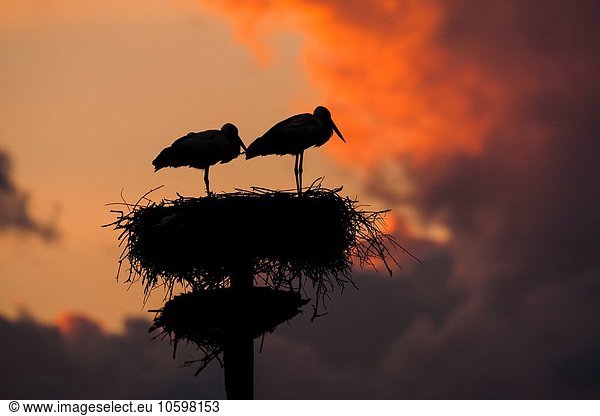 Weißstorch-Paar (Ciconia ciconia) am künstlichen Nistmast bei Sonnenuntergang