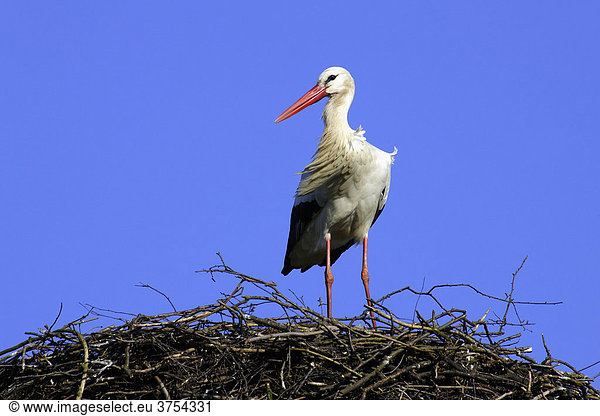 Weißstorch steht auf Nestrand im Wind (Ciconia ciconia)