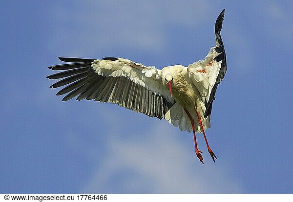Weißstorch  Weißstörche (Ciconia ciconia)  Weisstorch  Weisstörche  Storch  Tiere  Vögel  White Stork adult  in flight  landing  Extremadura  Spain