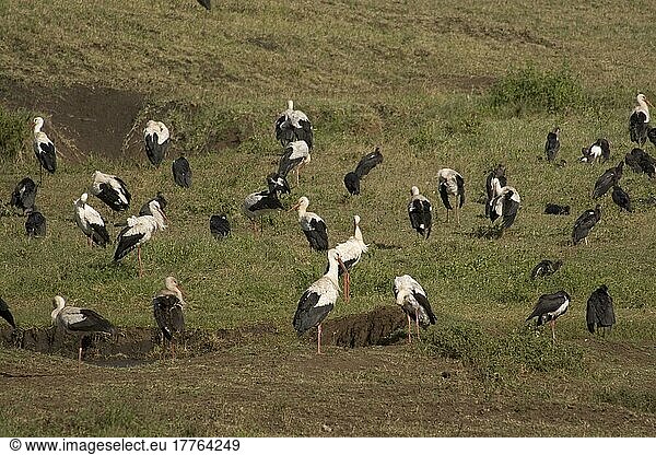 Weißstorch  Weißstörche (Ciconia ciconia)  Weisstorch  Weisstörche  Storch  Tiere  Vögel  White Stork and Abdim's Storks  Ngorongoro Crater  Ciconia abdimii