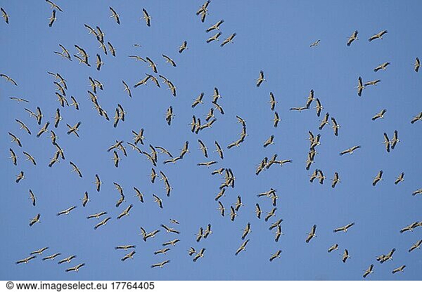 Weißstorch  Weißstörche (Ciconia ciconia)  Weisstorch  Weisstörche  Storch  Tiere  Vögel  White Stork flock  in flight  maß migrating  Tarifa  Andalusia  Spain  autumn